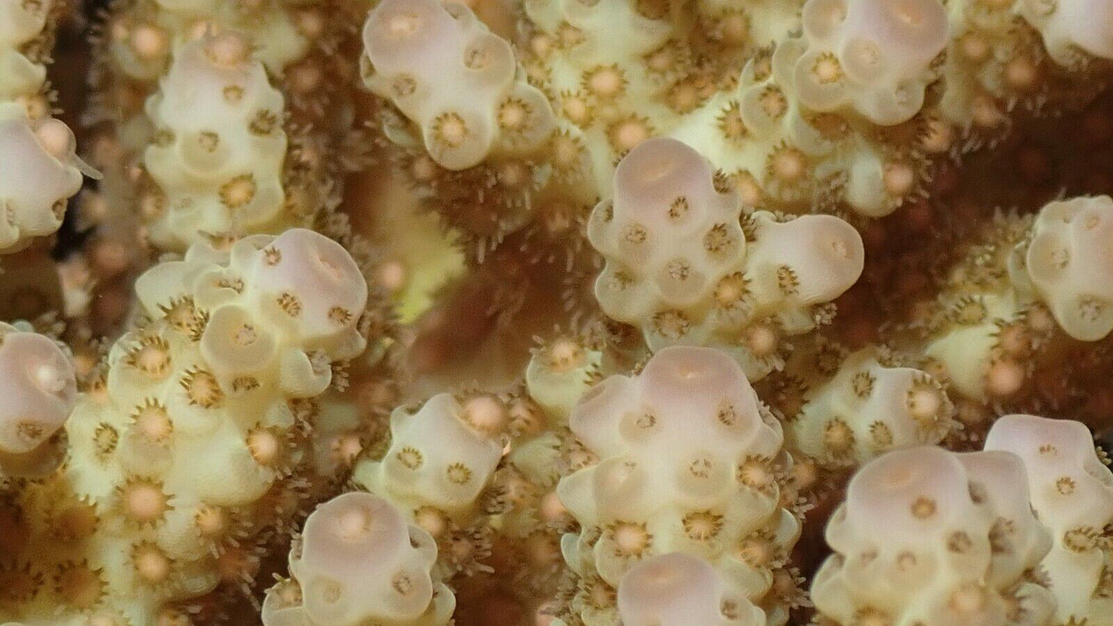 Great Barrier Reef explodes into life in 'magical' spawning event